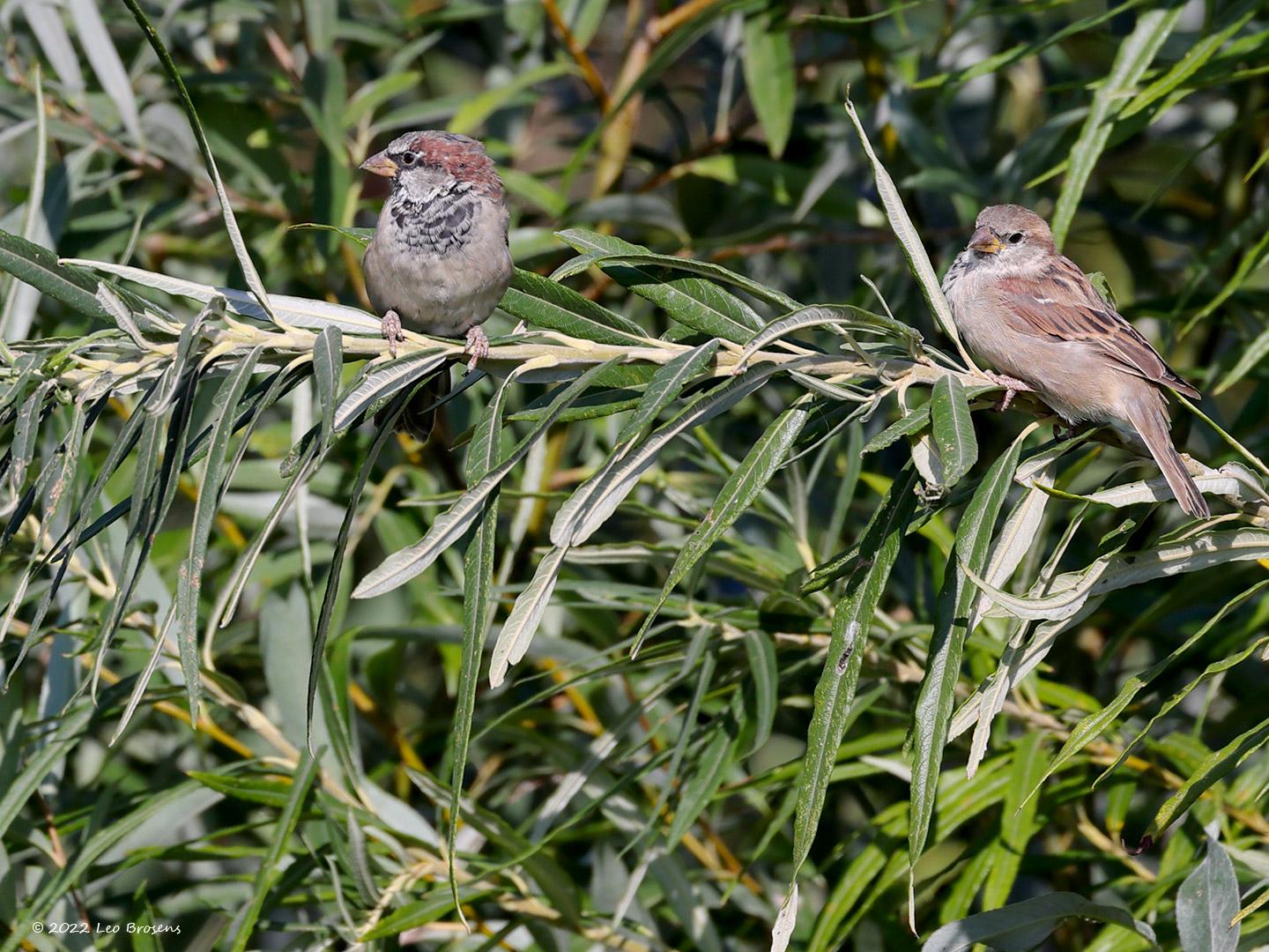 Huismus-20220903g14401A1A4969acrfb-Biesbosch.jpg