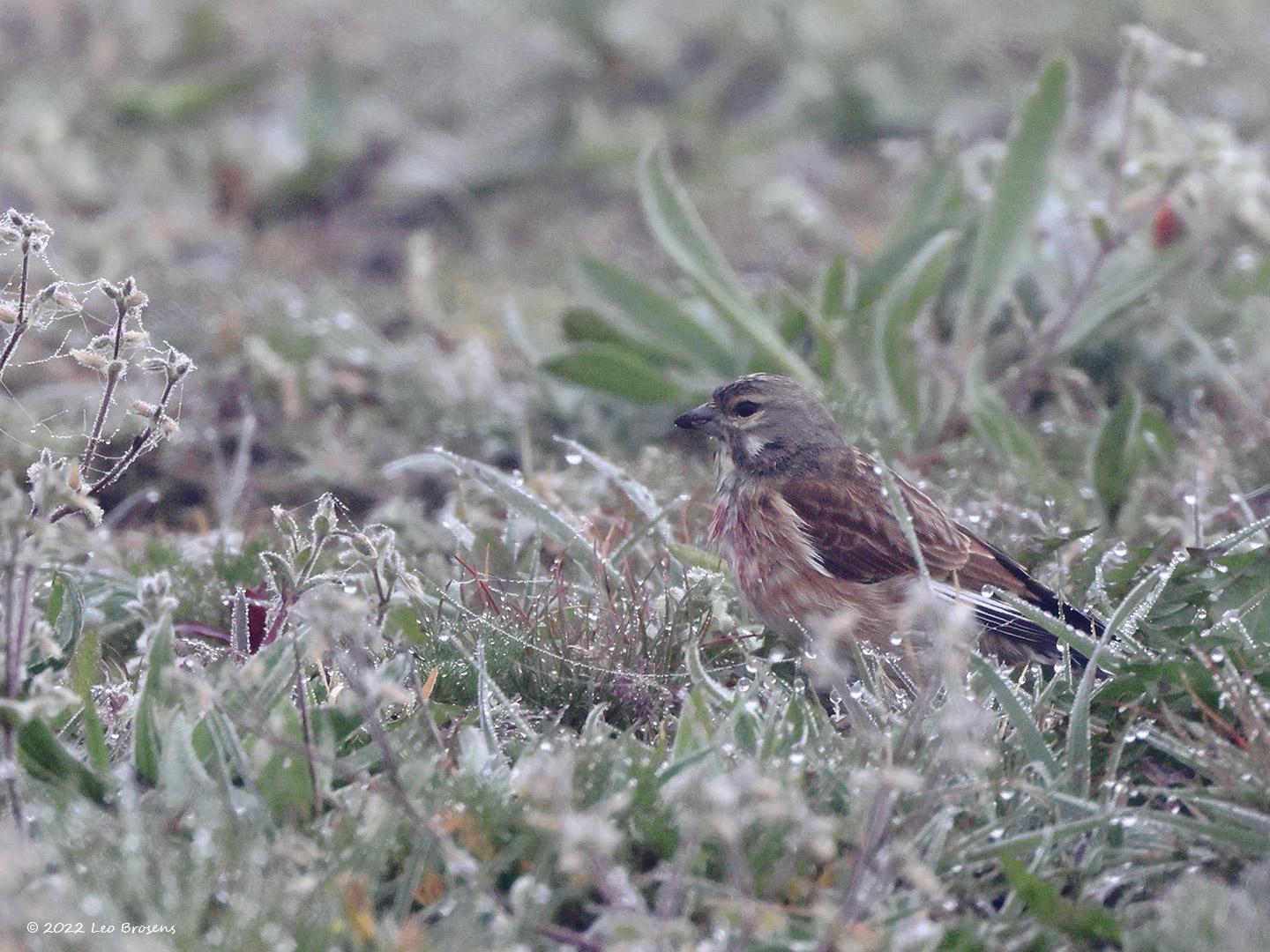 Kneu-20220415g14401A1A1178acrfb-Hogerwaardpolder_0.jpg