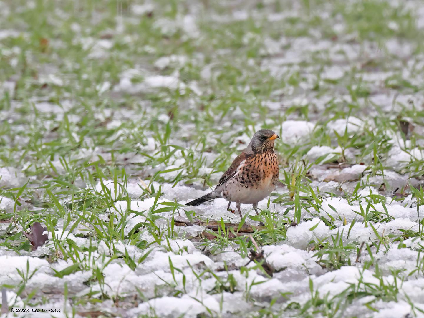 Kramsvogel-20230120g14401A1A8486acrfb-Tiggeltseberg_0.jpg