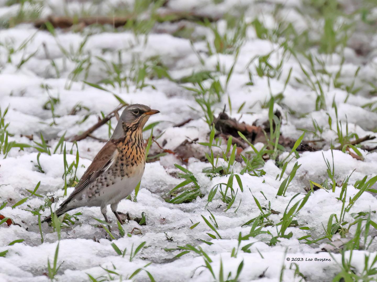 Kramsvogel-20230120g14401A1A8498bcrfb-Tiggeltseberg_1.jpg