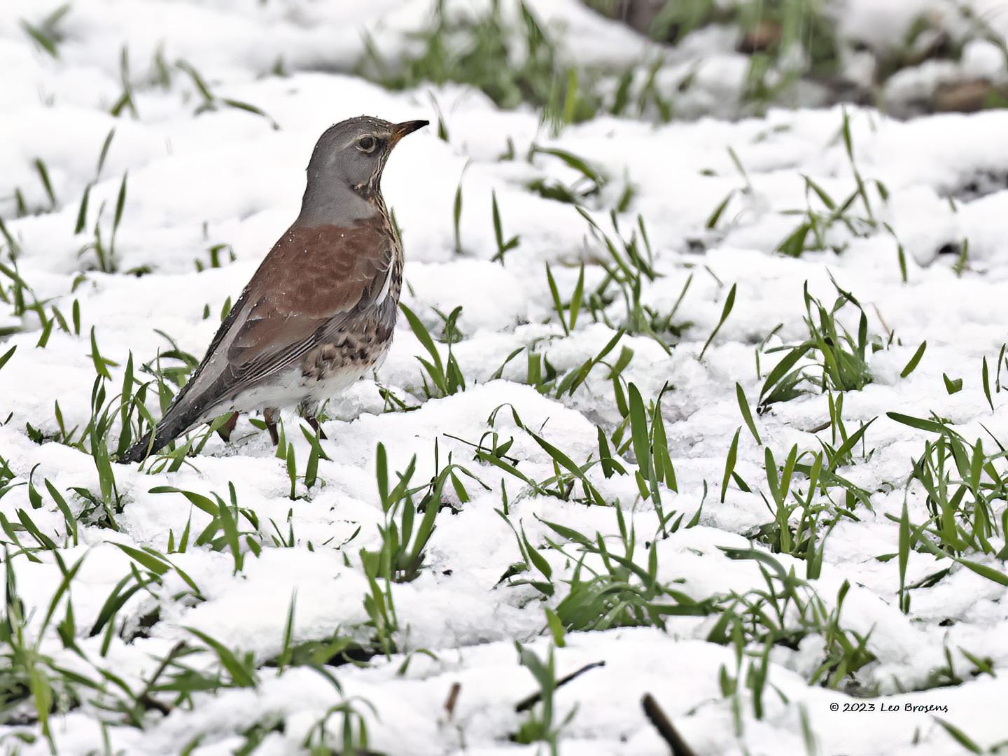 Kramsvogel-20230120g14401A1A8545bcrfb-Tiggeltseberg_0.jpg