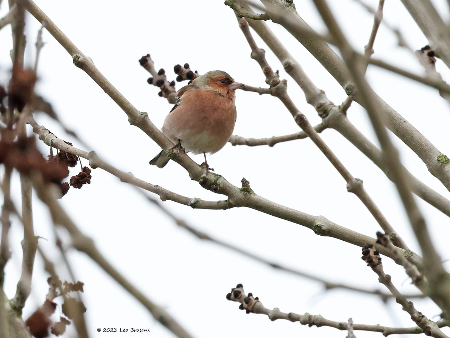 Vink-20230110g14401A1A8002acrfb-Mortelbeek.jpg