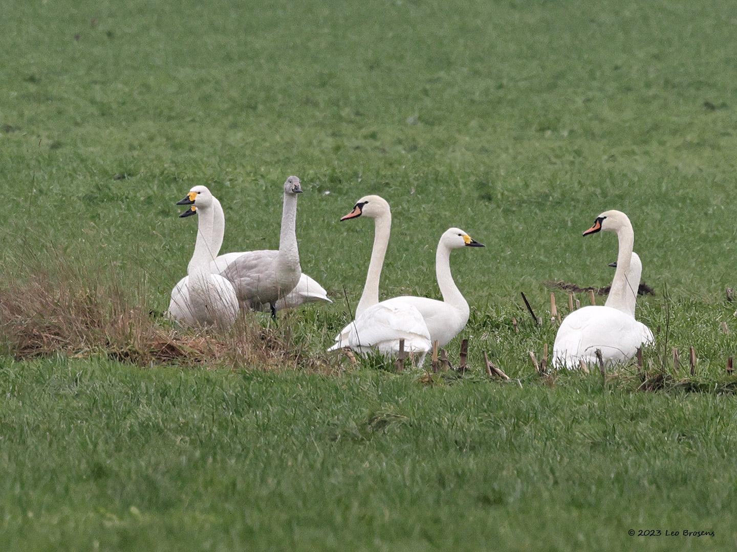 Kleine-zwaan-20230124g14401A1A8621acrfb-Pannenhoef.jpg