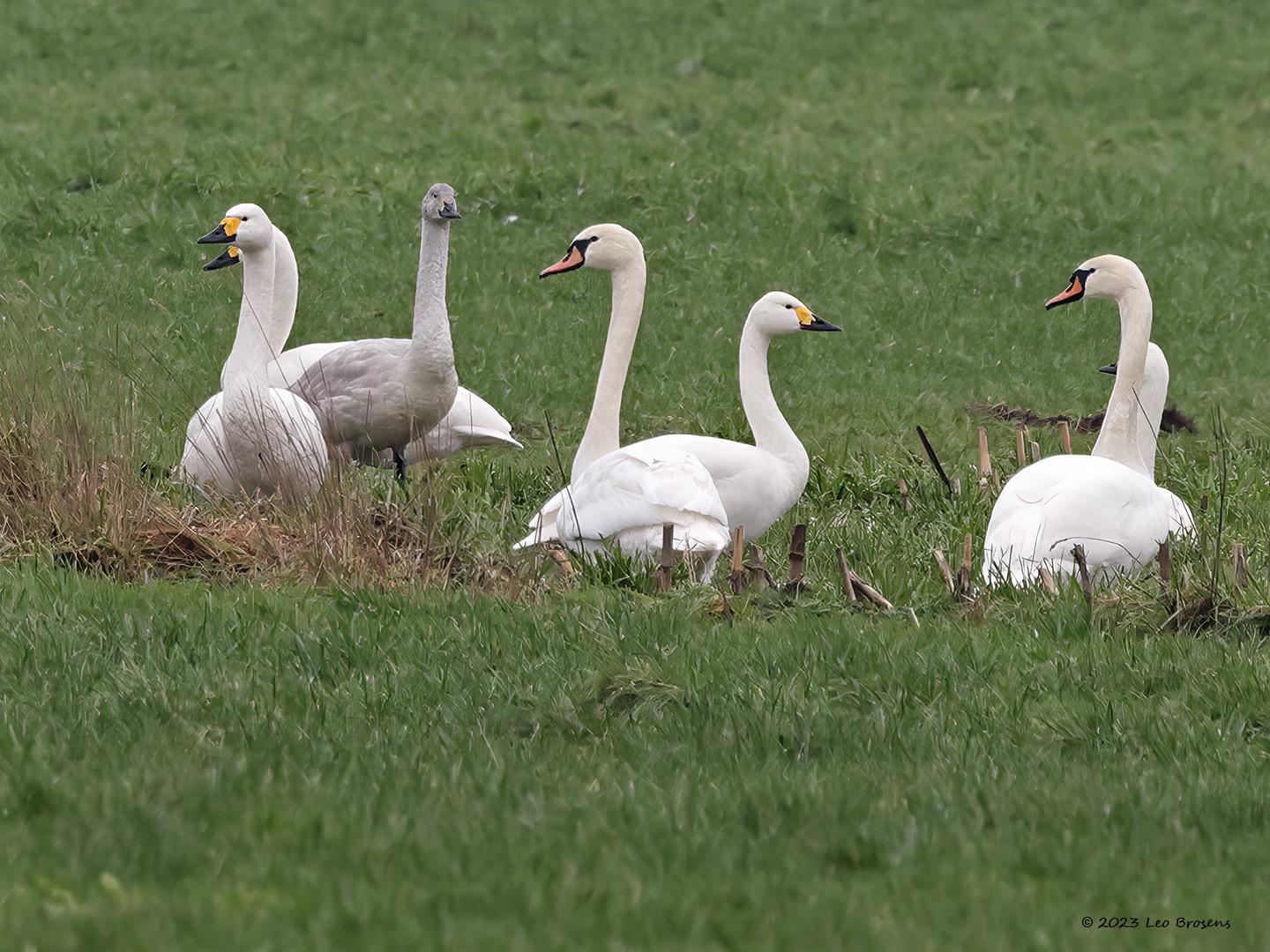 Kleine-zwaan-20230124g14401A1A8621gcrfb-Pannenhoef.jpg