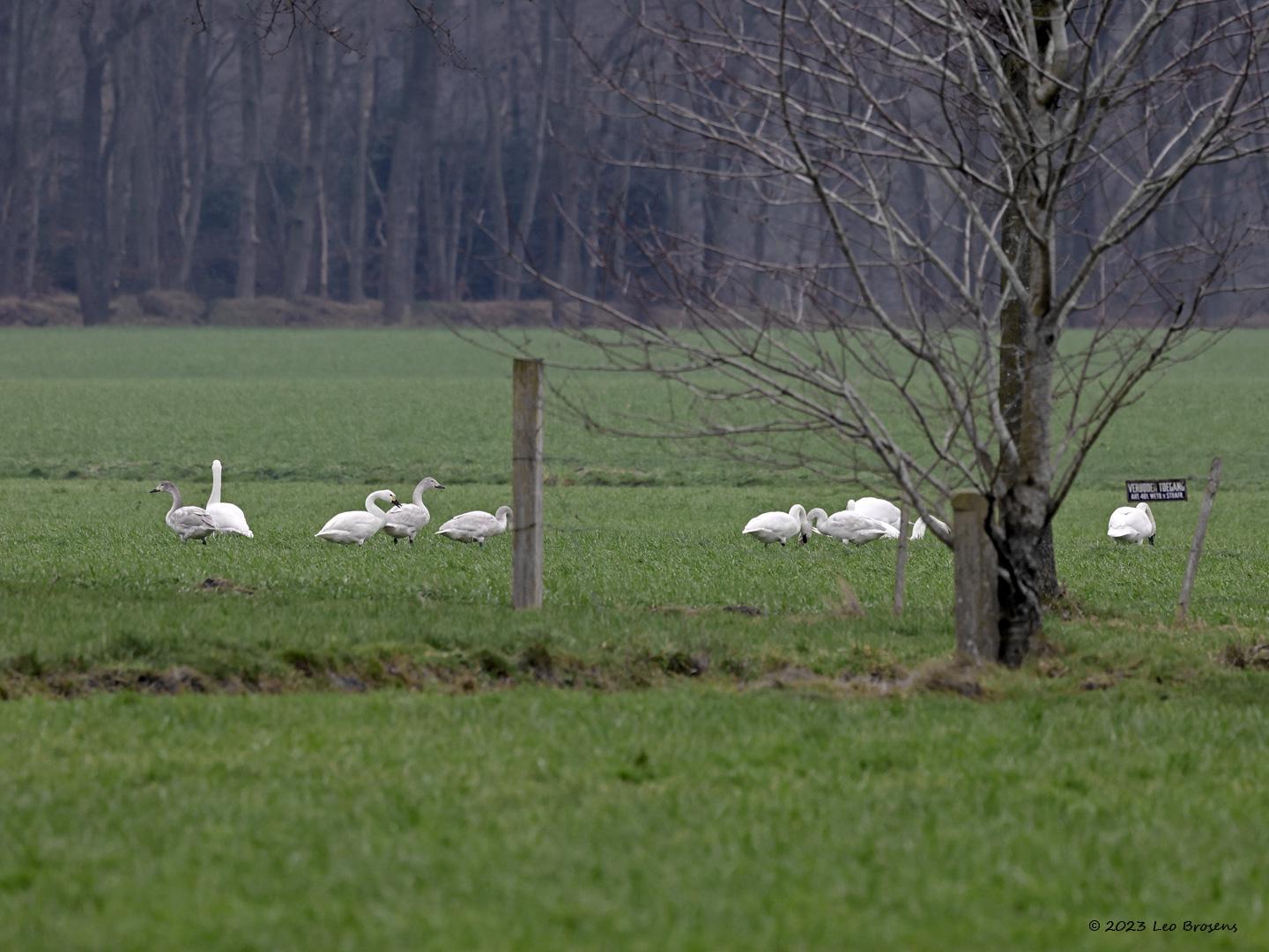 Kleine-zwaan-20230124g14401A1A8644acrfb-Pannenhoef.jpg