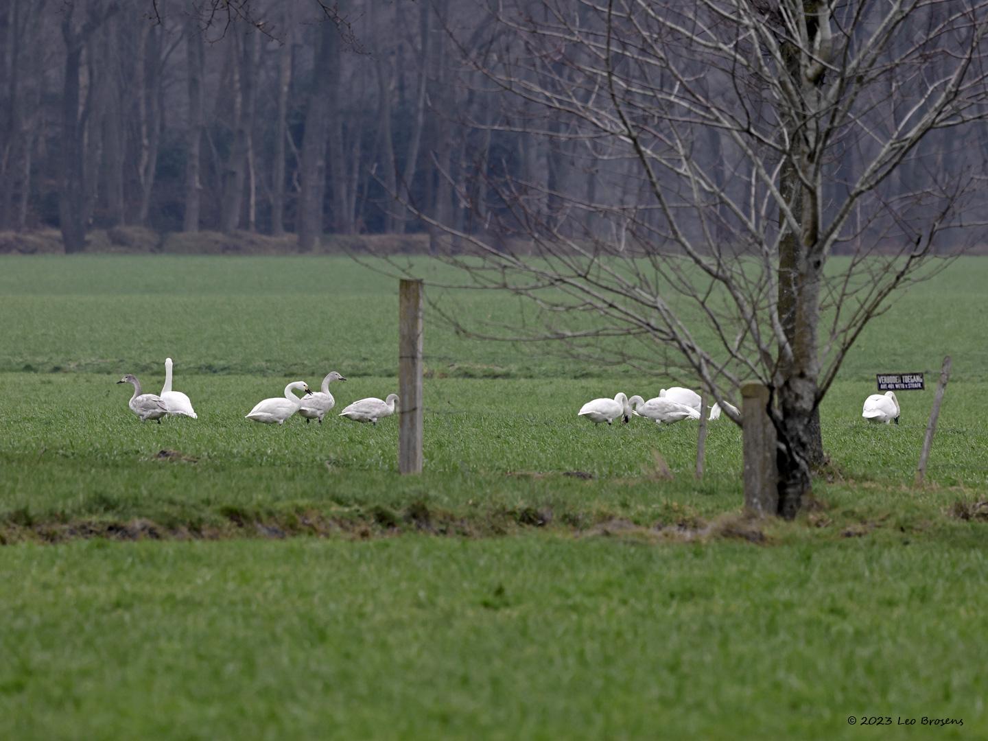 Kleine-zwaan-20230124g14401A1A8644acrfb-Pannenhoef.jpg