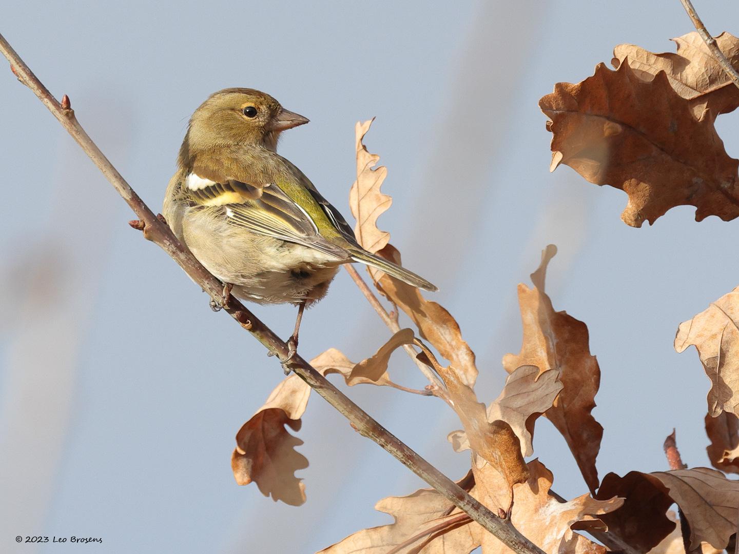 Vink-20230126g14401A1A8811bcrfb-Mortelbeek.jpg