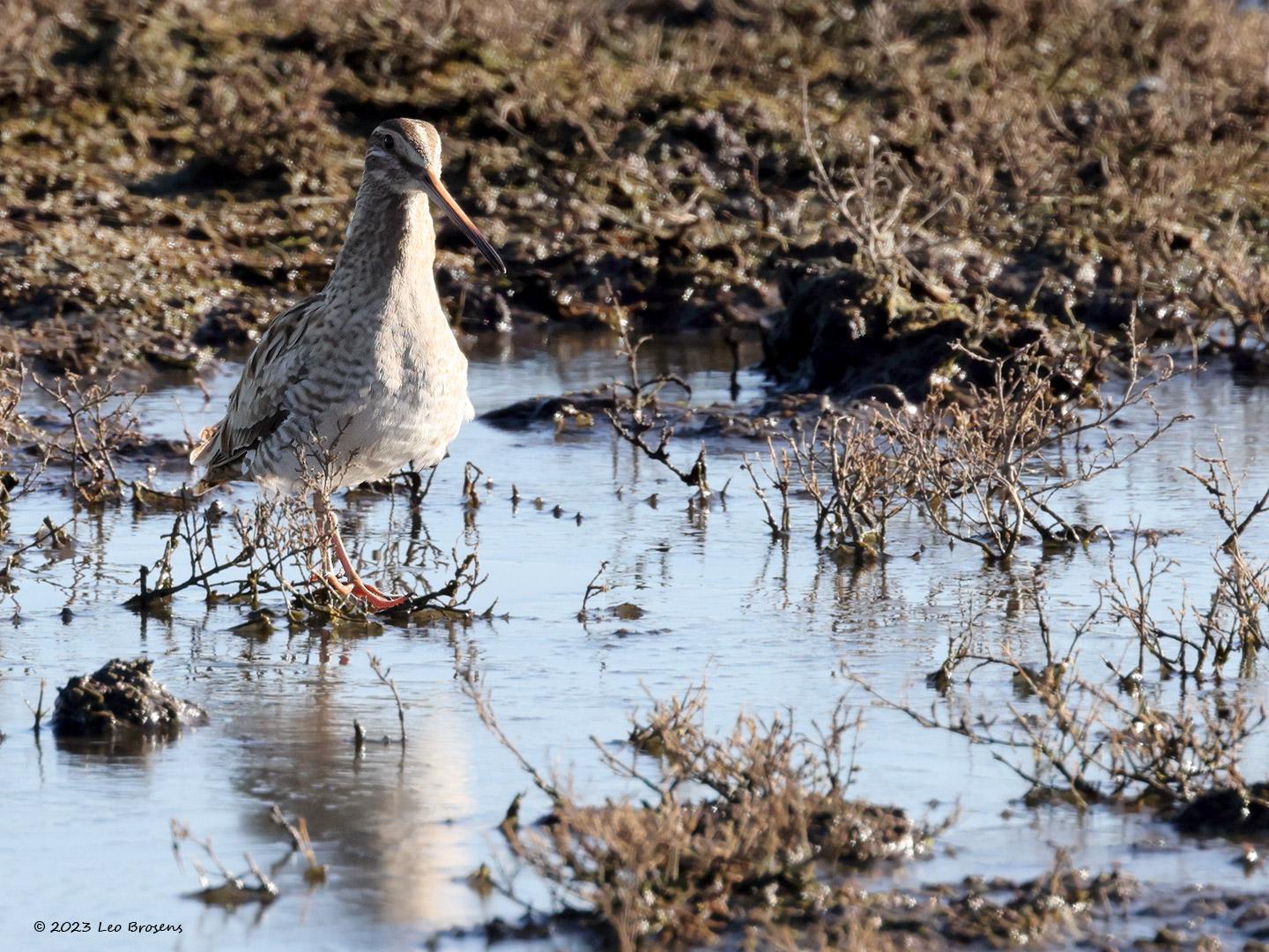 Watersnip-20230227g14401A1A9468ncrfb-Schakerlooppolder.jpg