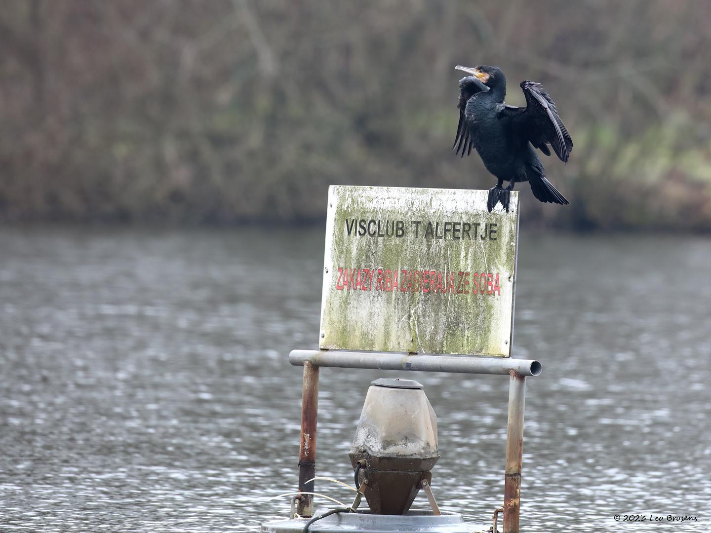 Aalscholver-20170209g1440YSXX6661ncrfb-Leemskuilen.jpg