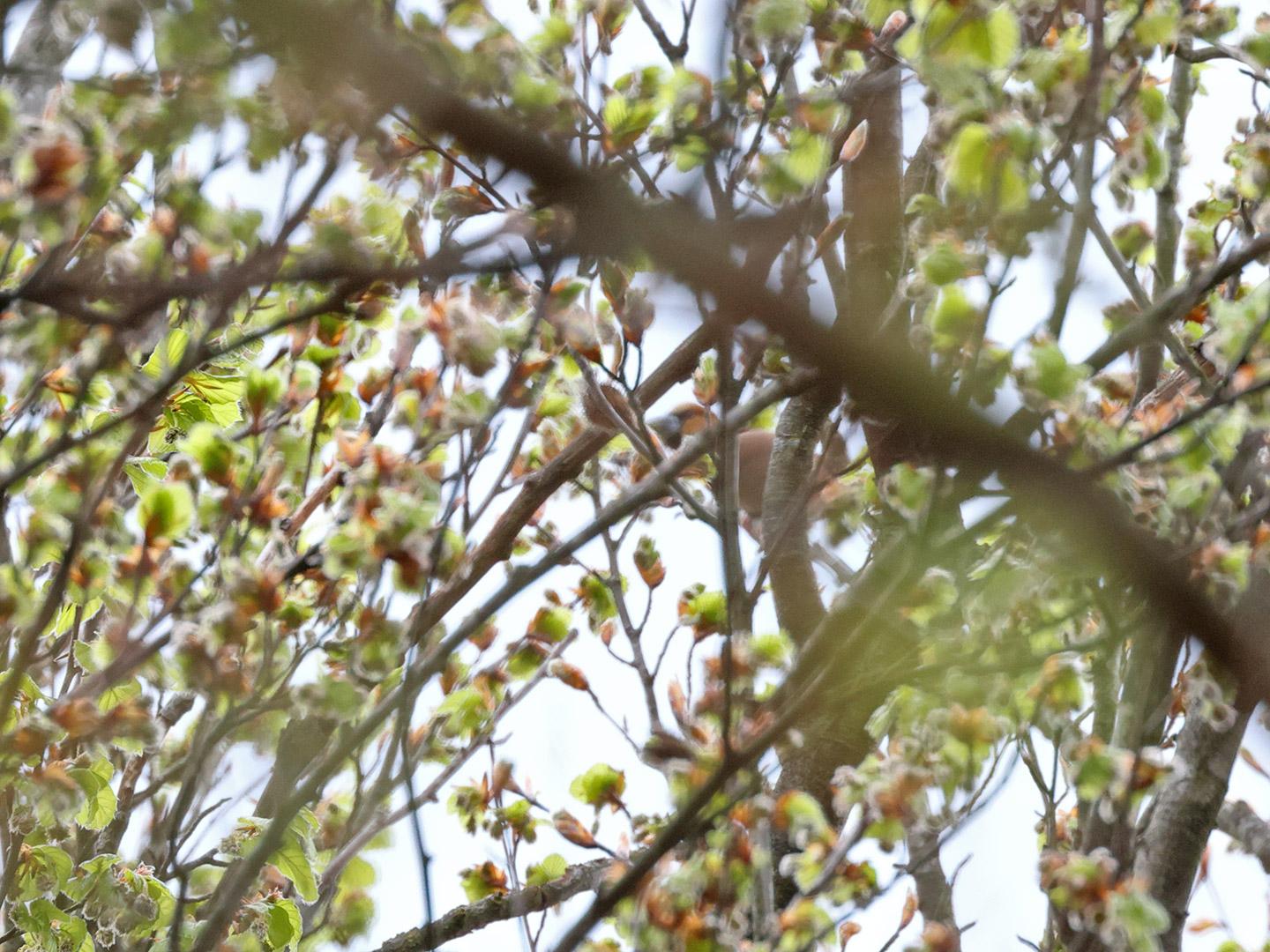 Appelvink-20230426g14401A1A2986acrfb-Oude-Buisse-Heide.jpg