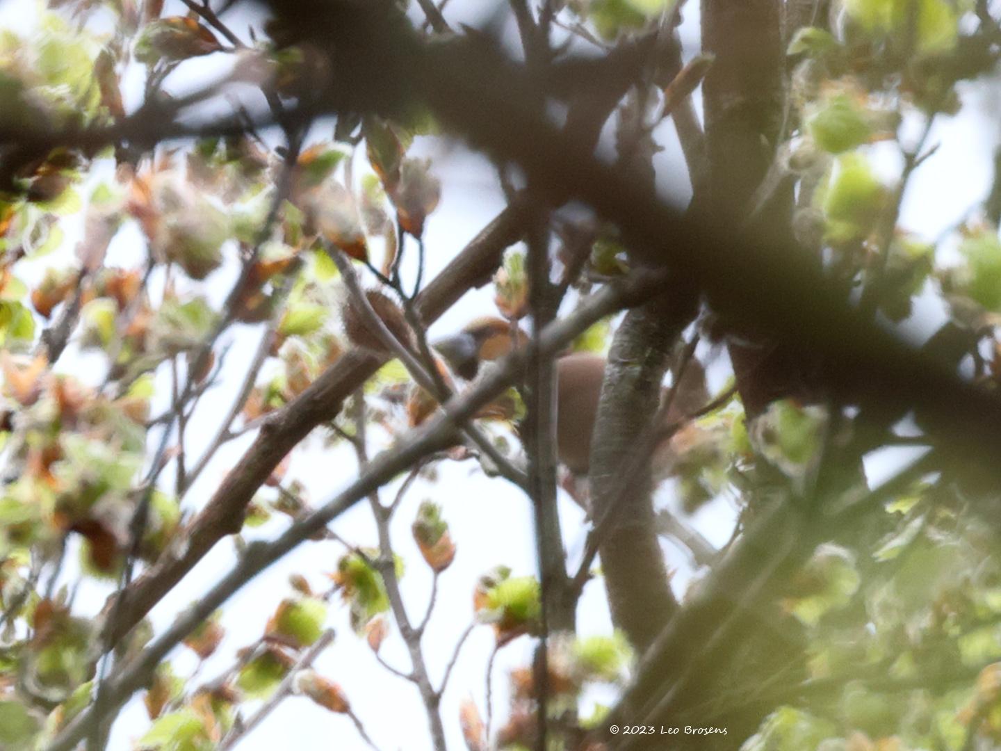 Appelvink-20230426g14401A1A2986ccrfb-Oude-Buisse-Heide.jpg