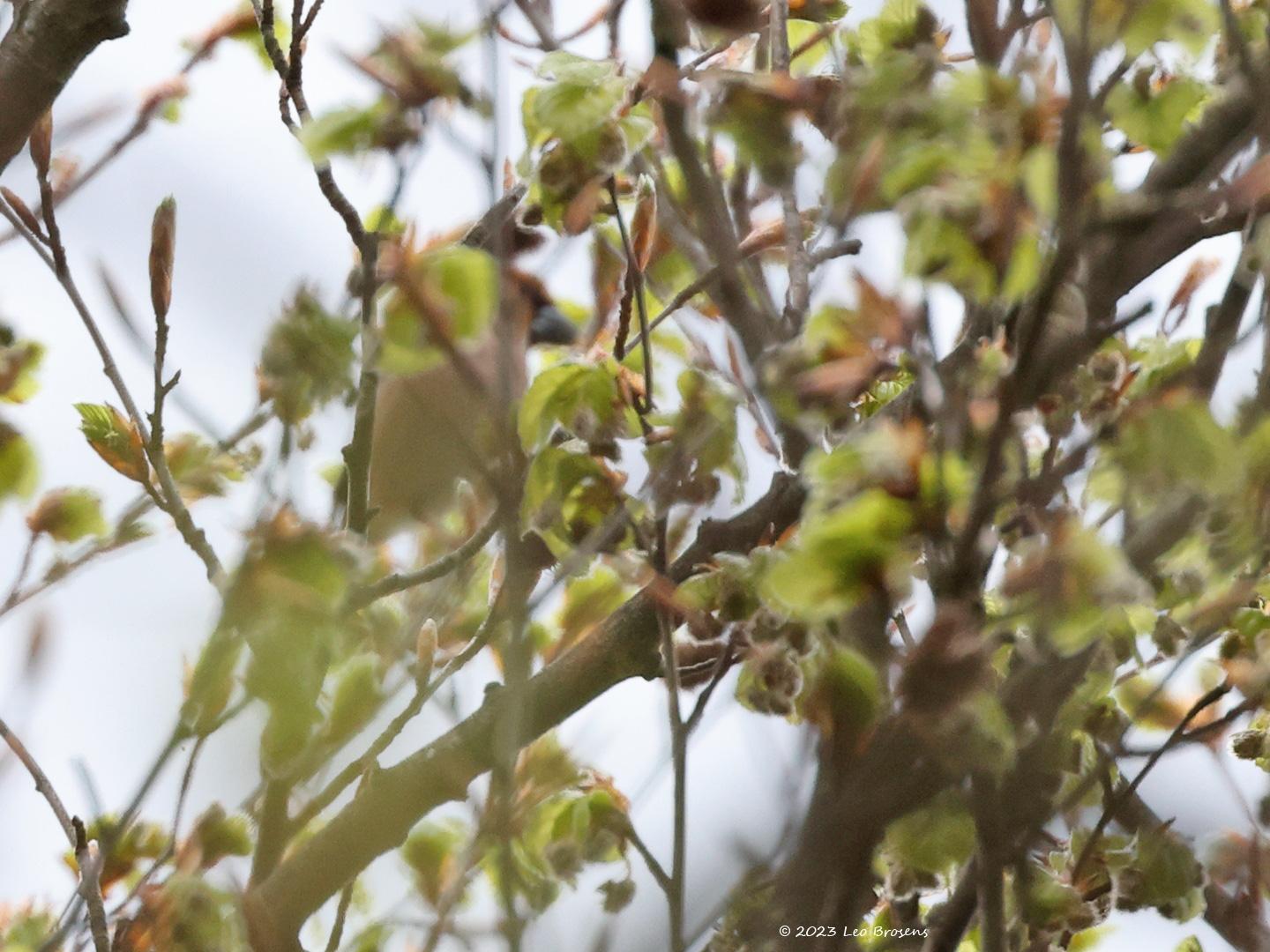 Appelvink-20230426g14401A1A2986gggcrfb-Oude-Buisse-Heide.jpg