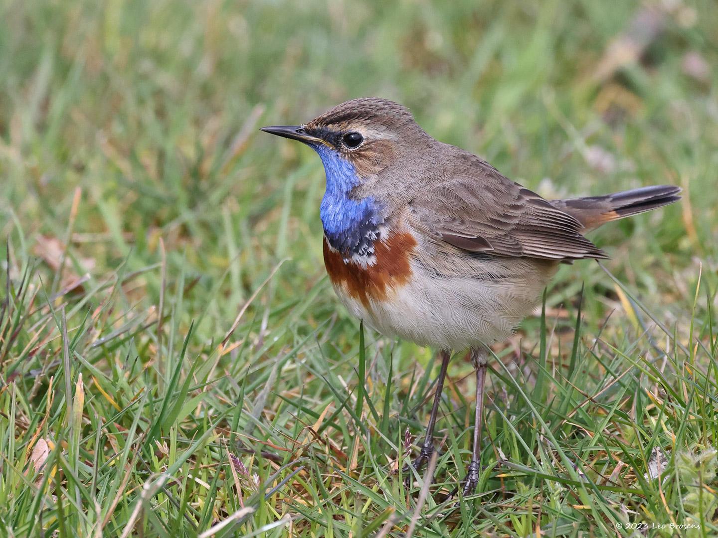 Blauwborst-20230412g14401A1A1219acrfb-Oude-Buisse-Heide.jpg