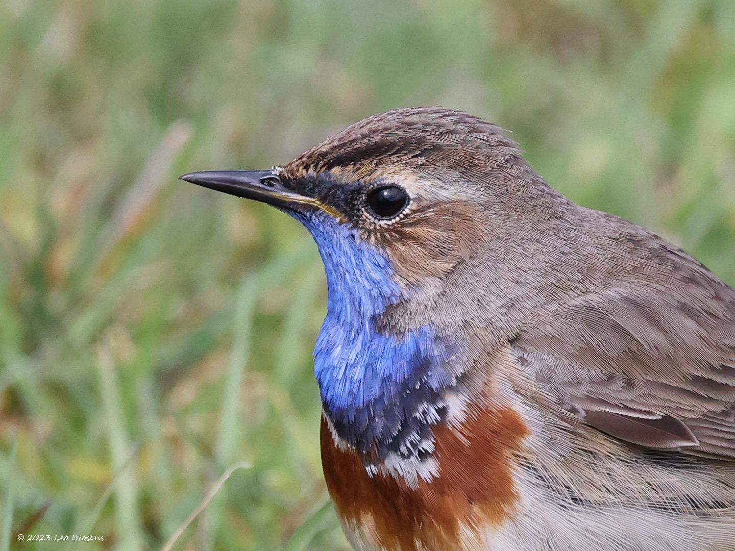 Blauwborst-20230412g14401A1A1219dacrfb-Oude-Buisse-Heide_0.jpg