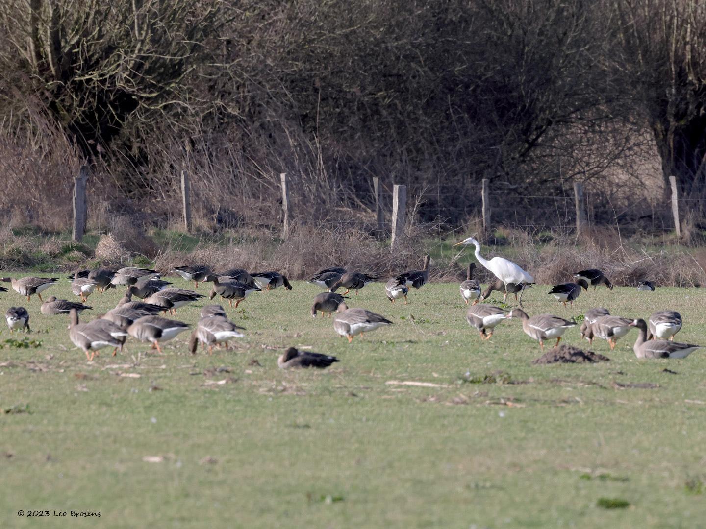 Grote-zilverreiger-20230226g14401A1A9447bcrfb-De-Matjens.jpg