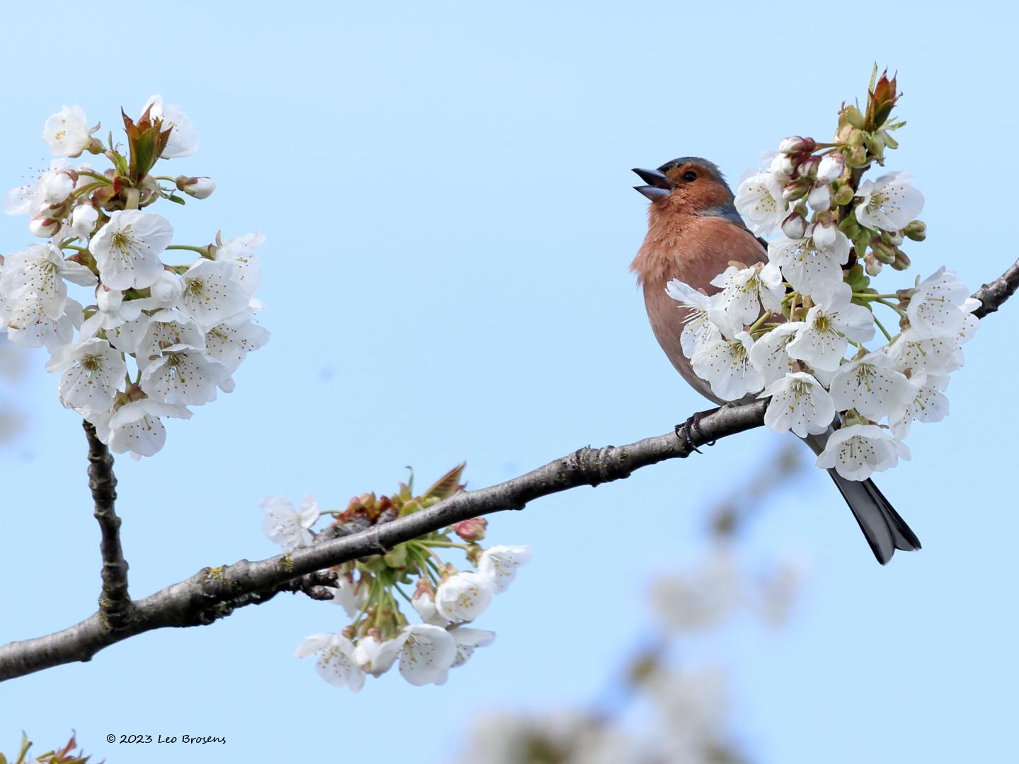 Vink-20230413g14401A1A1792acrfb-Tuin_0.jpg