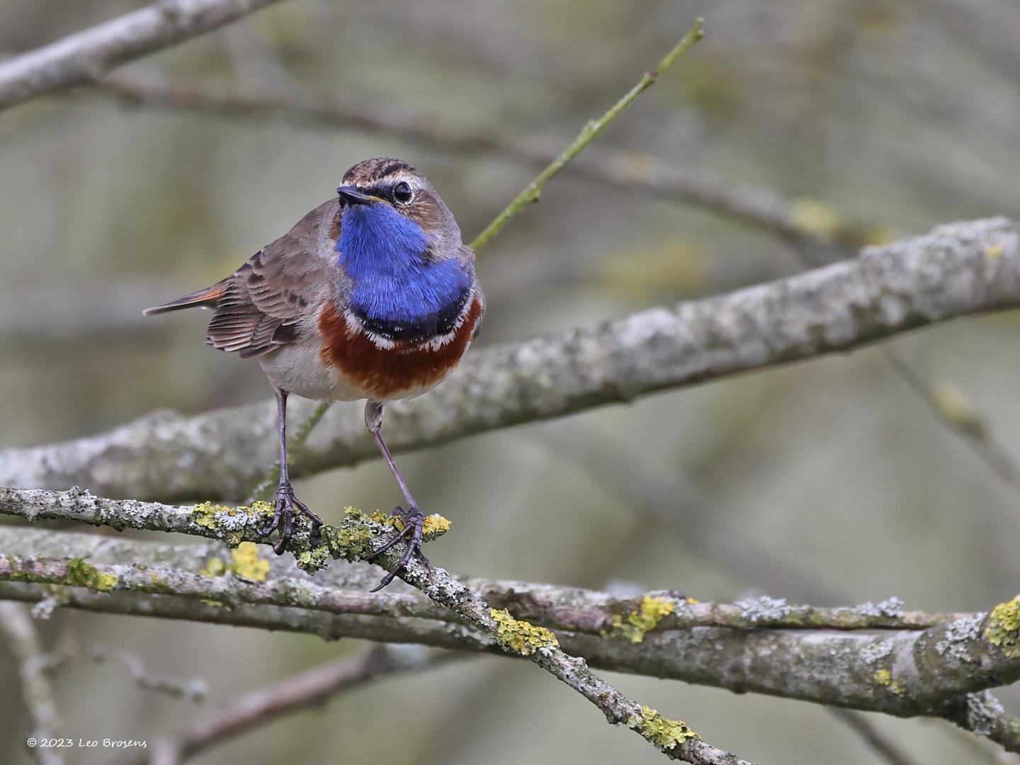 Blauwborst-20230412g14401A1A0923acrfb-Oude-Buisse-Heide.jpg