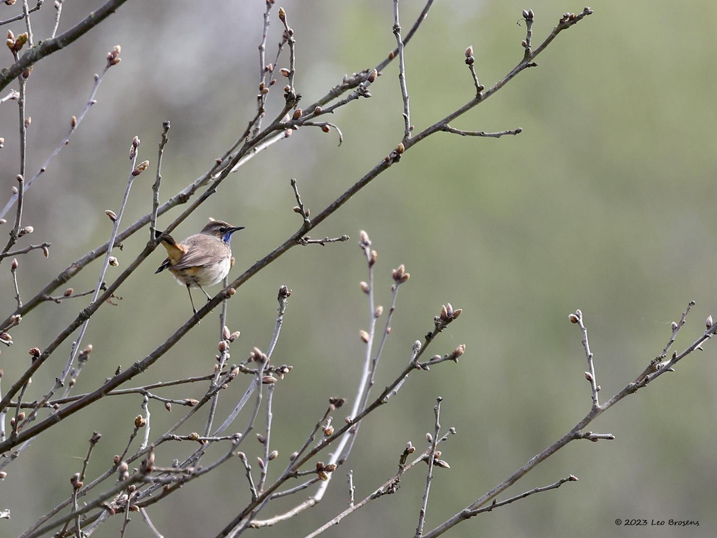 Blauwborst-20230427g14401A1A3062acrfb-Oude-Buisse-Heide.jpg