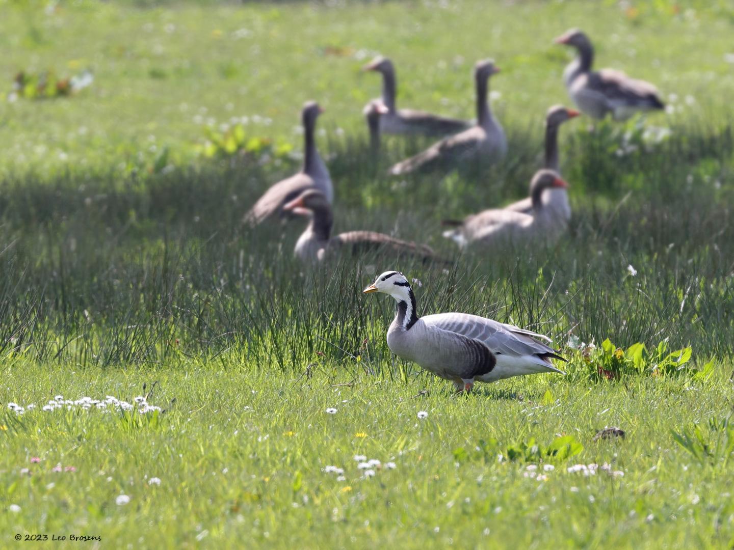 Indische-gans-20230421g14401A1A2784bcrfb-Bleke-Heide.jpg