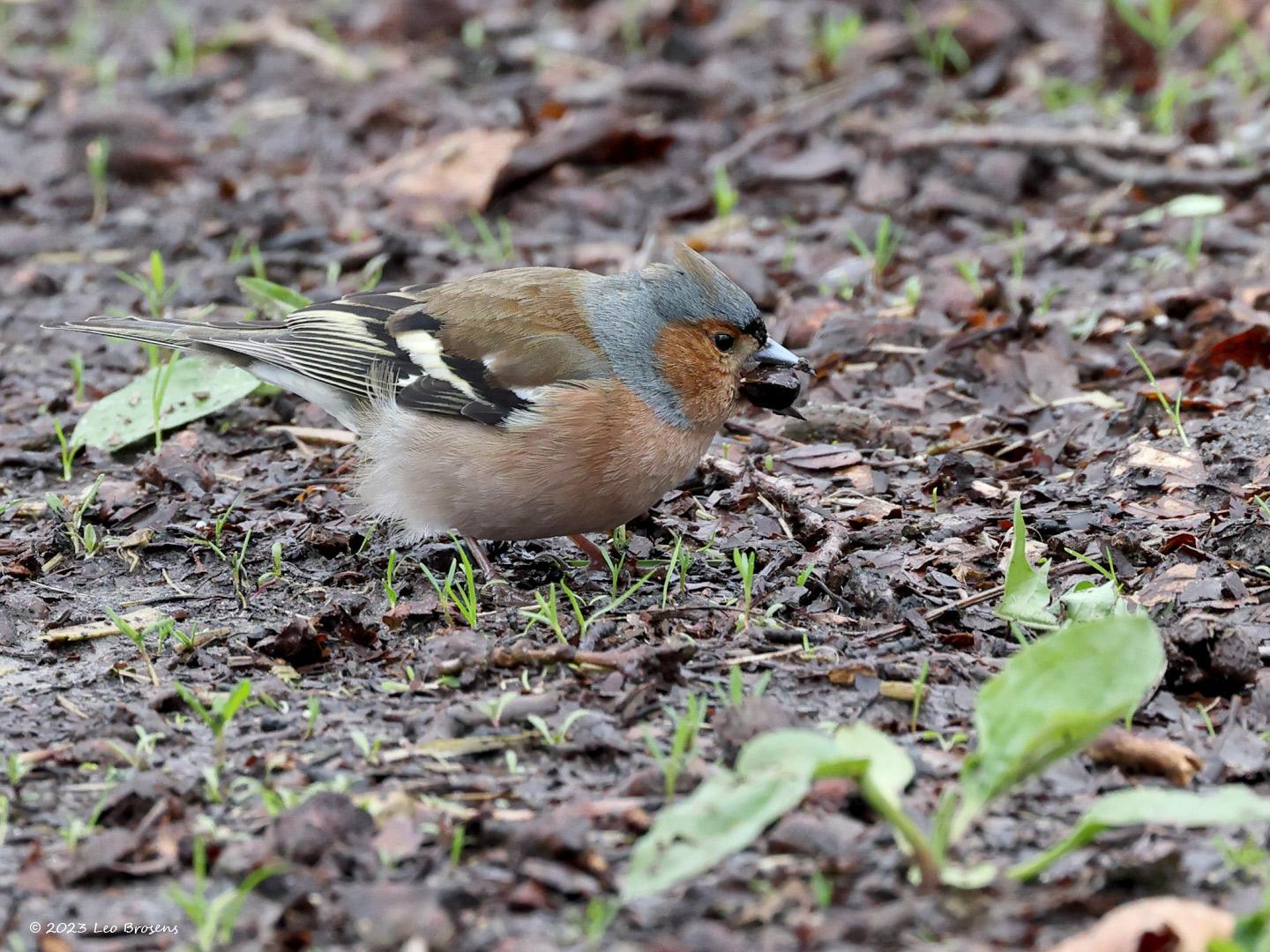 Vink-20230412g14401A1A0707bcrfb-Oude-Buisse-Heide.jpg