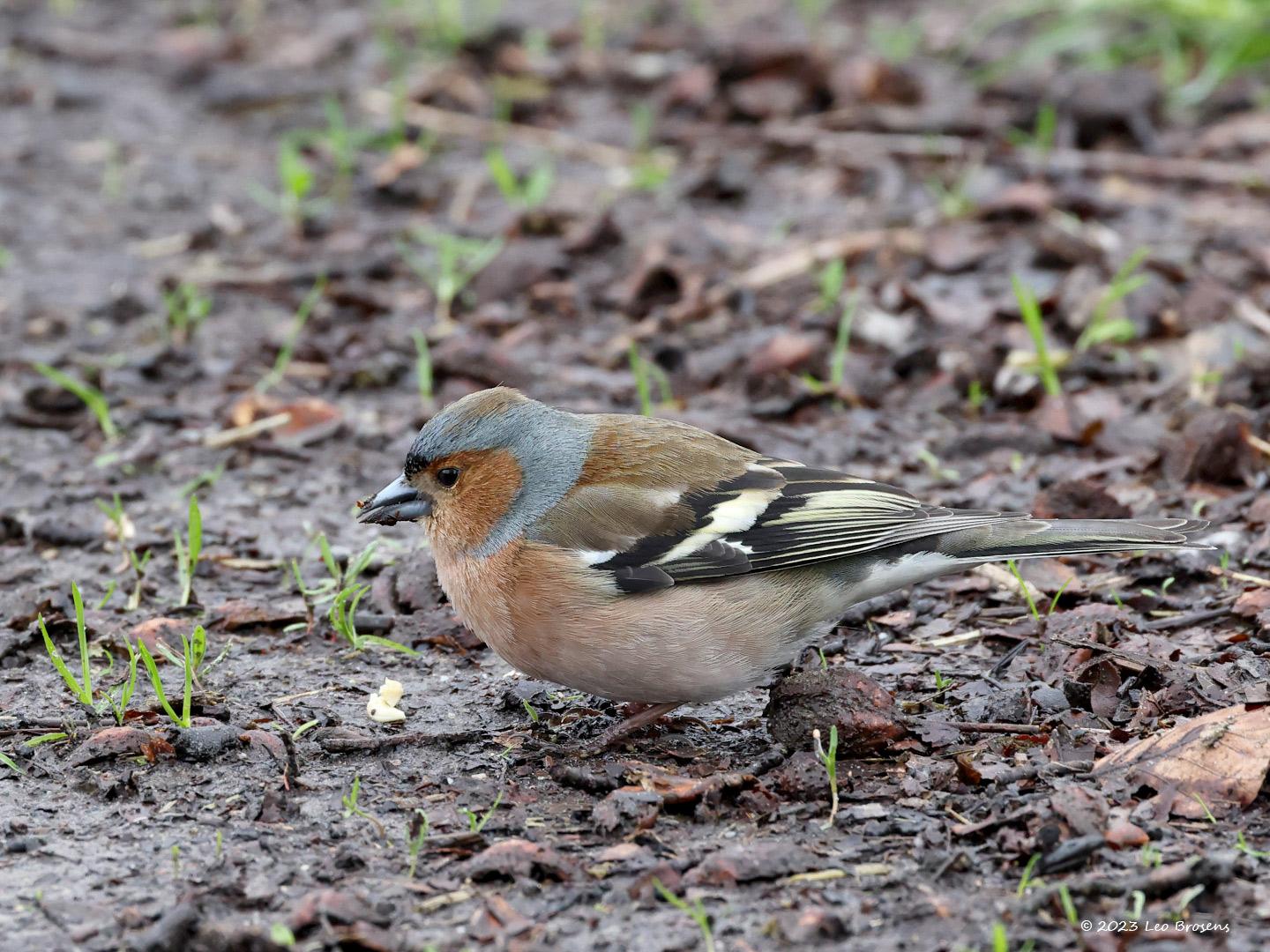 Vink-20230412g14401A1A0722acrfb-Oude-Buisse-Heide.jpg