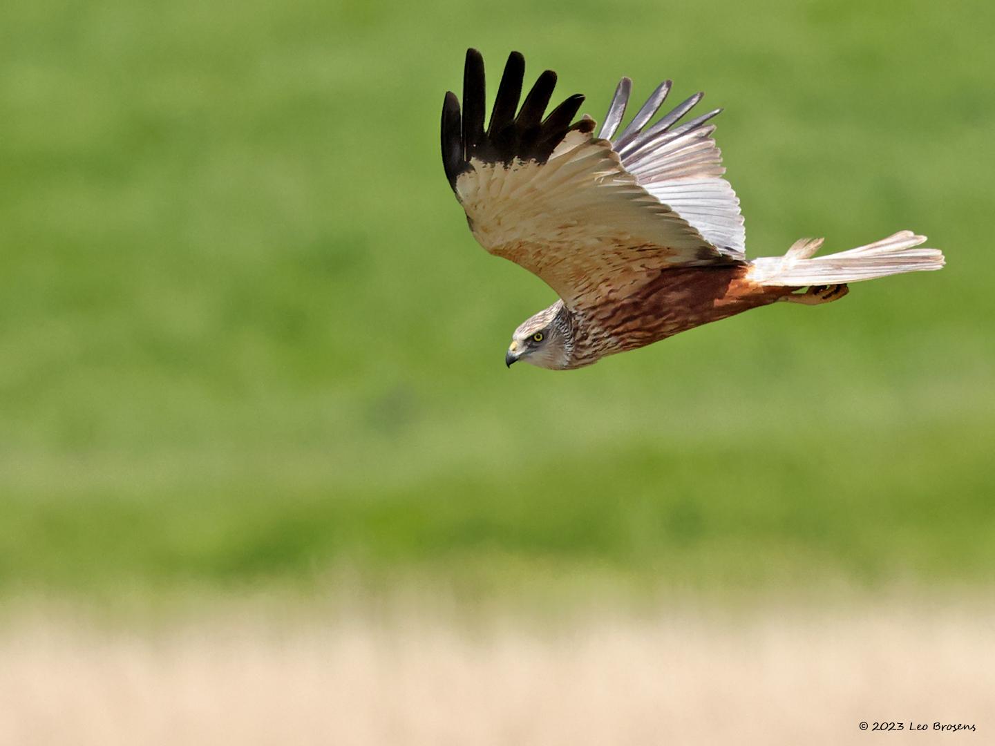 Bruine-kiekendief-20230519g14401A1A5495acrfb-Colijnsplaat.jpg