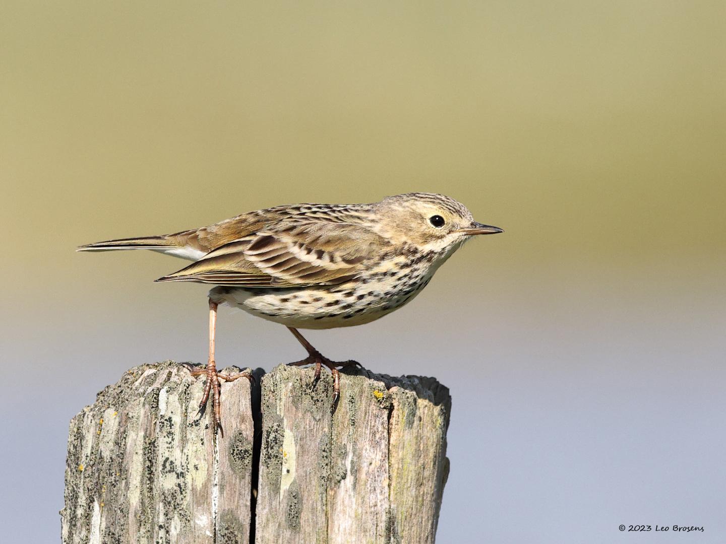 Graspieper-20230415g14401A1A2277acrfb-Hogerwaardpolder.jpg