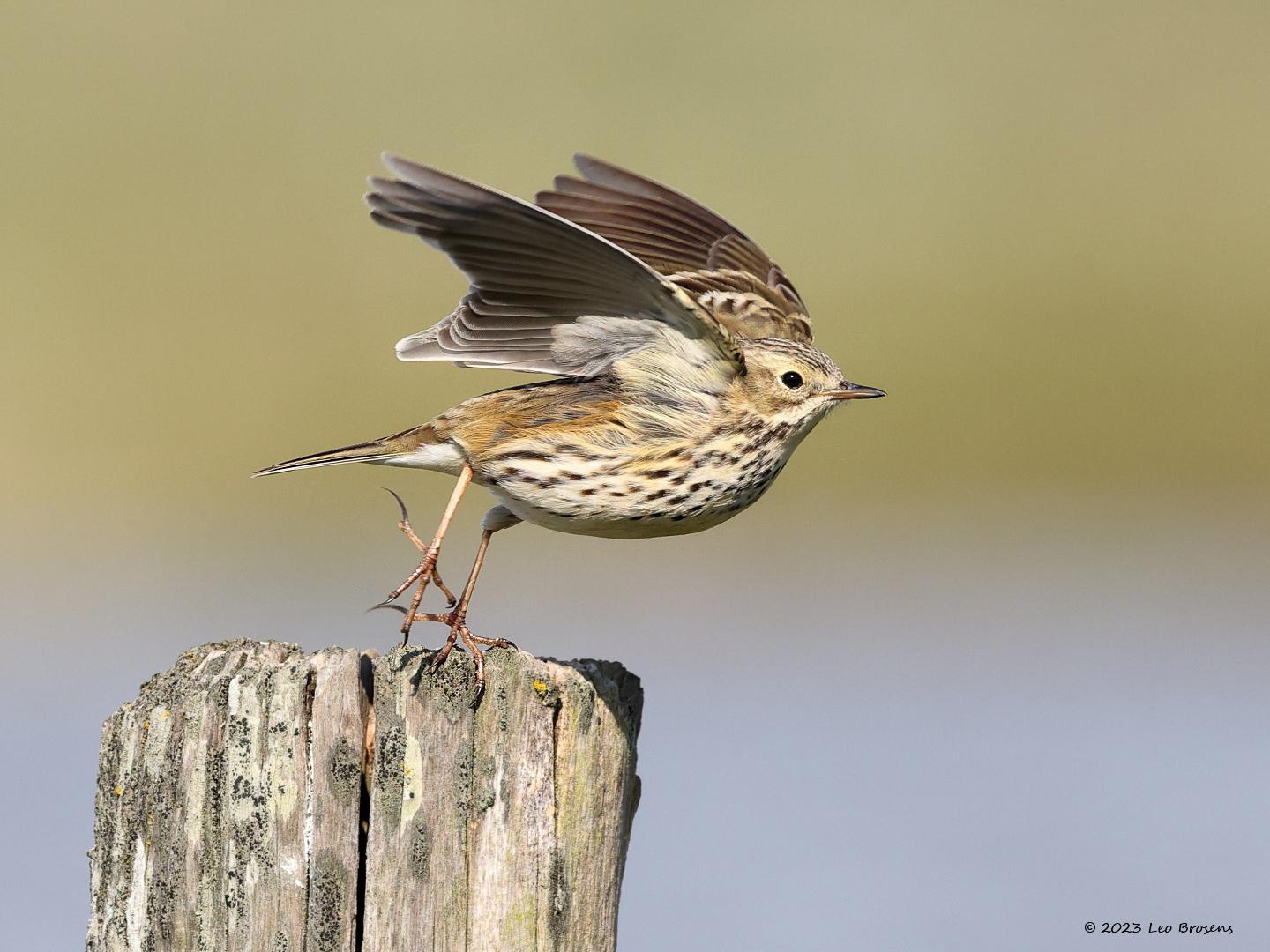 Graspieper-20230415g14401A1A2278acrfb-Hogerwaardpolder.jpg