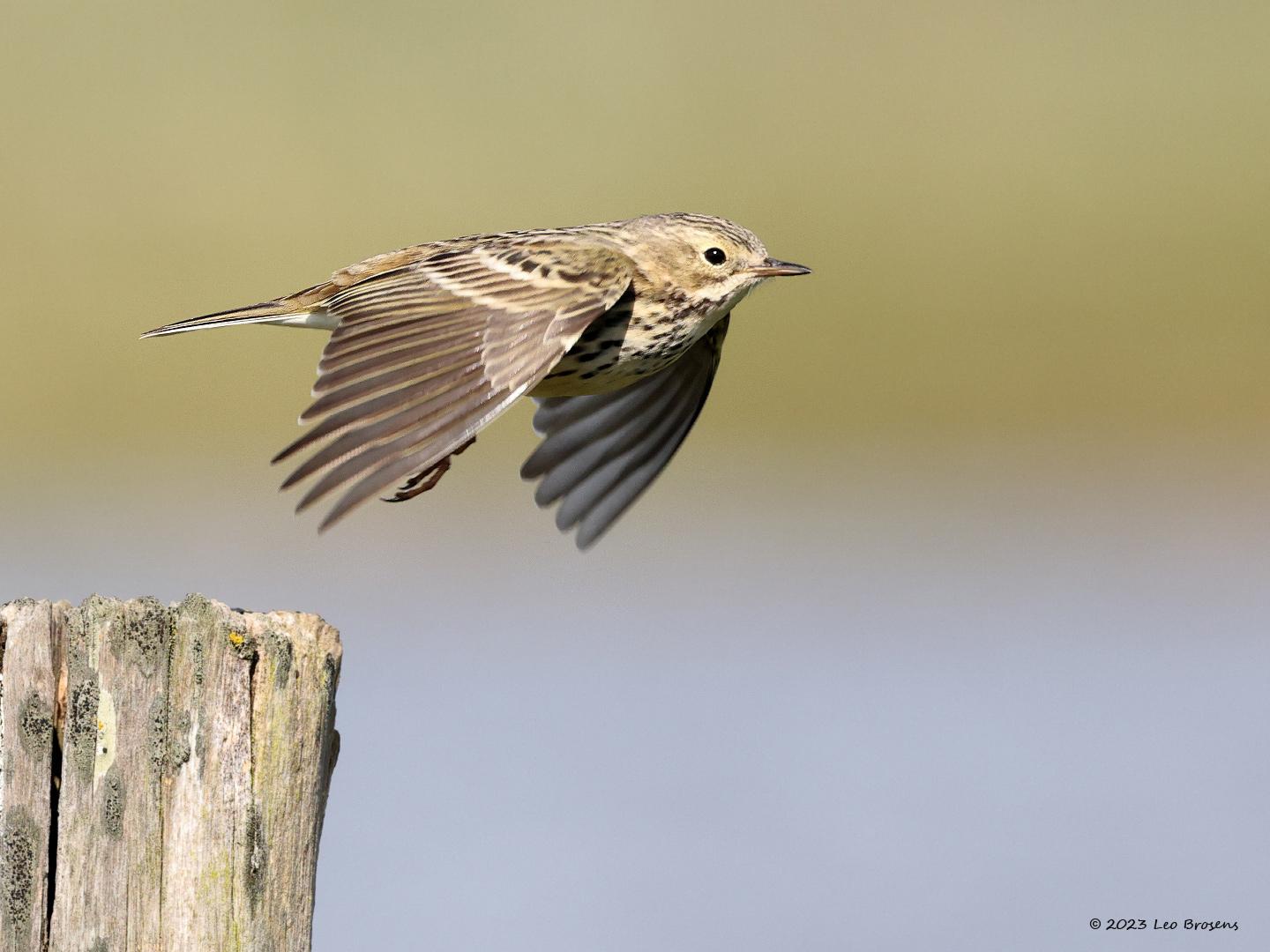 Graspieper-20230415g14401A1A2279acrfb-Hogerwaardpolder.jpg