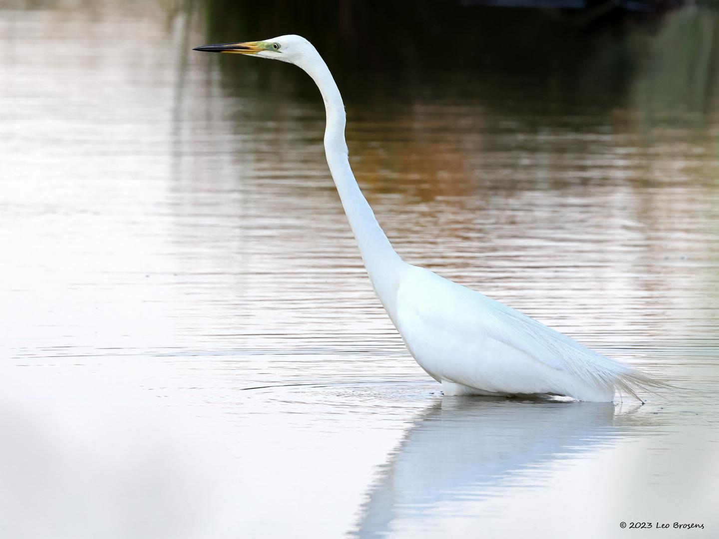 Grote-zilverreiger-20230615g14401A1A7903bcrfb-Calfven.jpg