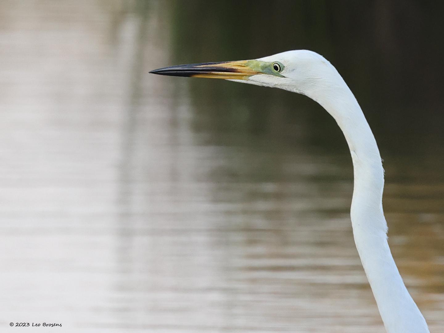 Grote-zilverreiger-20230615g14401A1A7903oogacrfb-Calfven.jpg