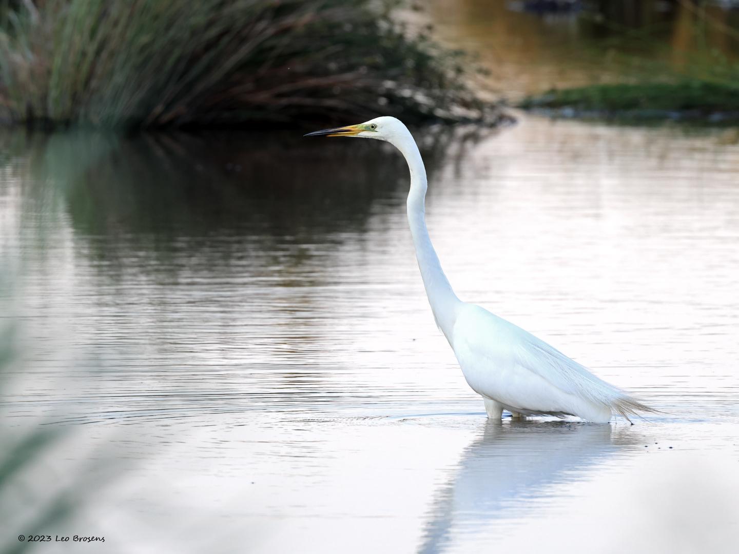 Grote-zilverreiger-20230615g14401A1A7920acrfb-Calfven.jpg