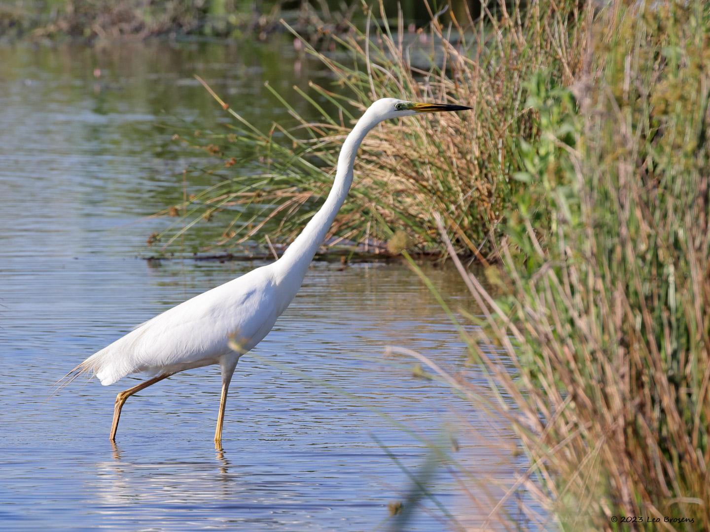 Grote-zilverreiger-20230615g14401A1A8003acrfb-Calfven_0.jpg