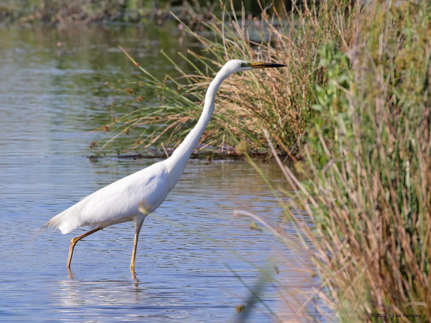 Grote-zilverreiger-20230615g14401A1A8003acrfb-Calfven_0.jpg