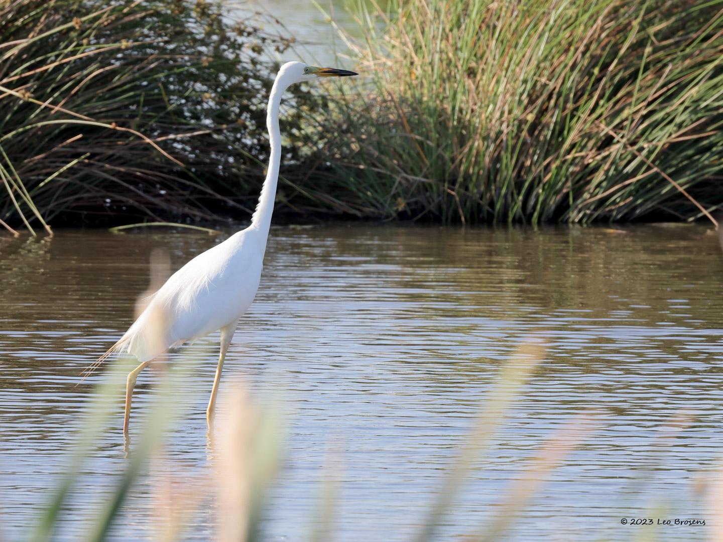 Grote-zilverreiger-20230615g14401A1A8008acrfb-Calfven.jpg