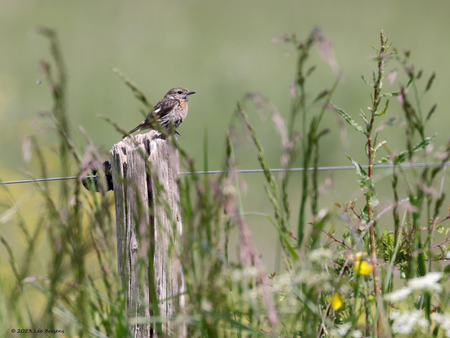 Roodborsttapuit-20230519g14401A1A5581acrfb-Hogerwaardpolder.jpg