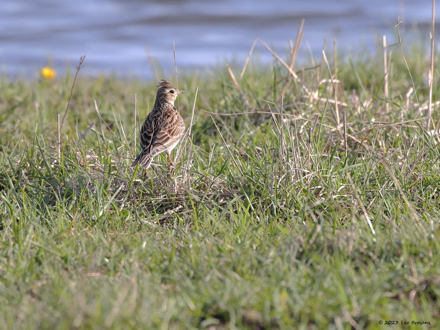 Veldleeuwerik-20230415g14401A1A2155acrfb-Hogerwaardpolder.jpg