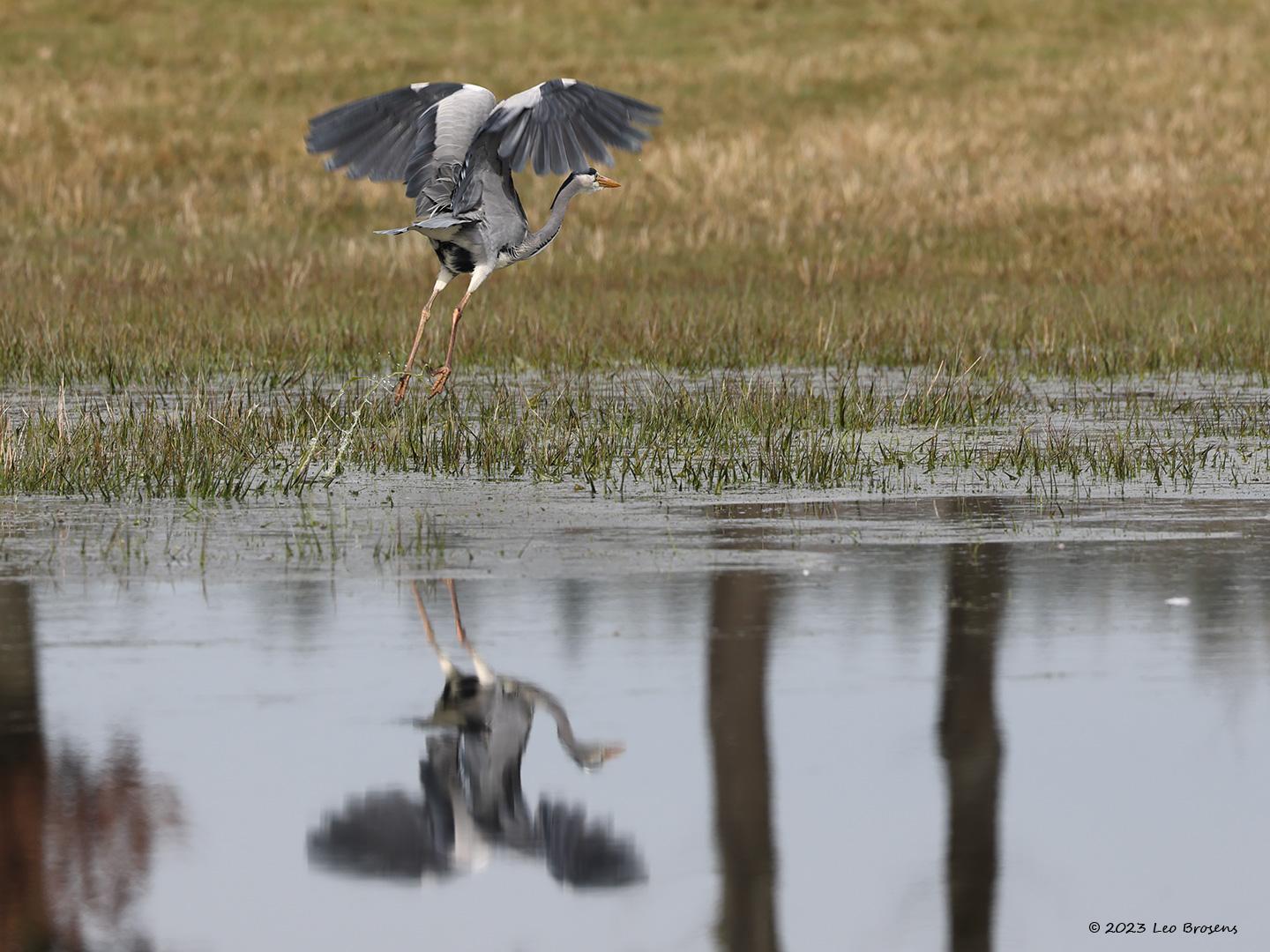 Blauwe-reiger-20230317g14401A1A9845acrfb-Pannenhoef.jpg