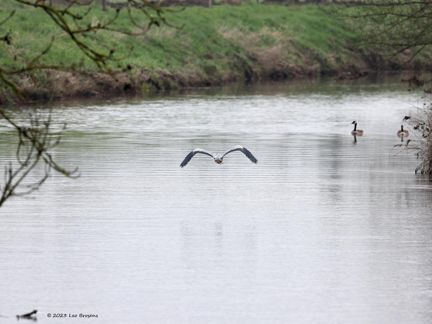 Blauwe-reiger-20230408g14401A1A0168acrfb-Meer-mark.jpg