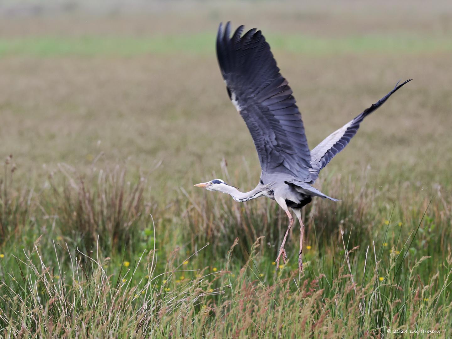 Blauwe-reiger-20230808g14401A1A3453acrfb-Matjens.jpg