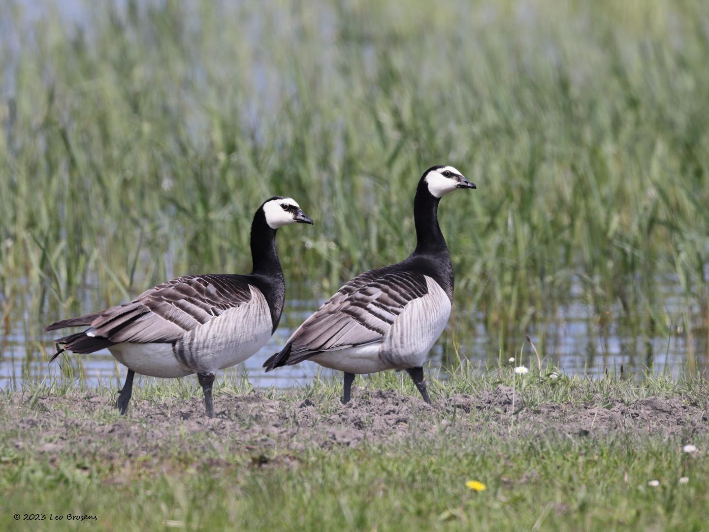 Brandgans-20230519g14401A1A5579acrfb-Hogerwaardpolder.jpg