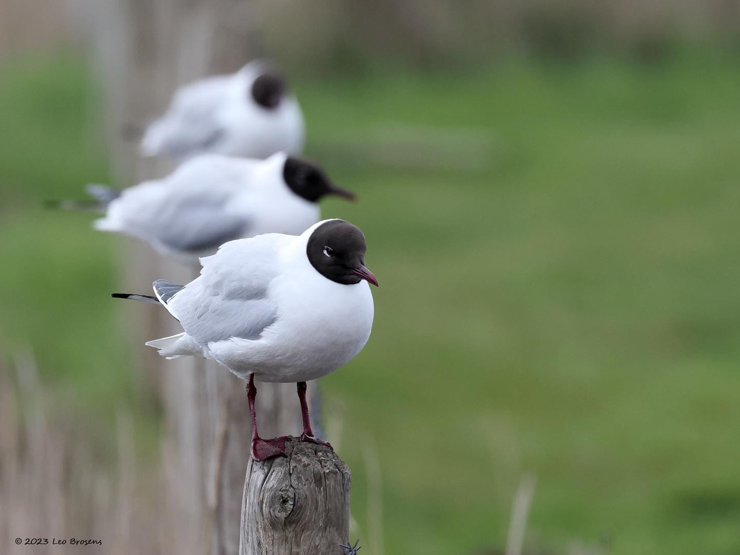 Kokmeeuw-20230417g14401A1A2550acrfb-Schakeloopolder.jpg