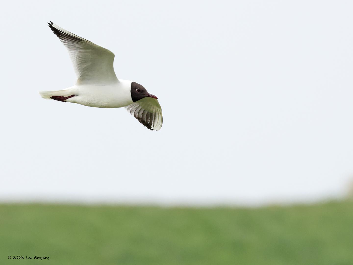 Kokmeeuw-20230417g14401A1A2613acrfb-Schakeloopolder_0.jpg