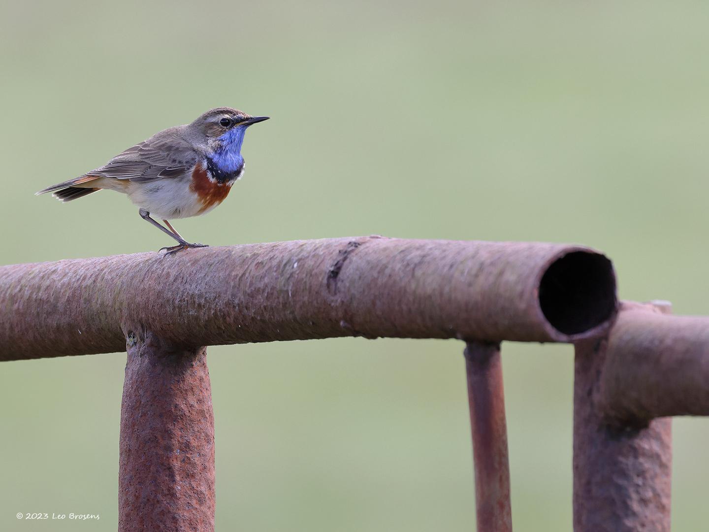 Blauwborst-20230412g14401A1A0786bcrfbtopaz-Buisse-Heide.jpg