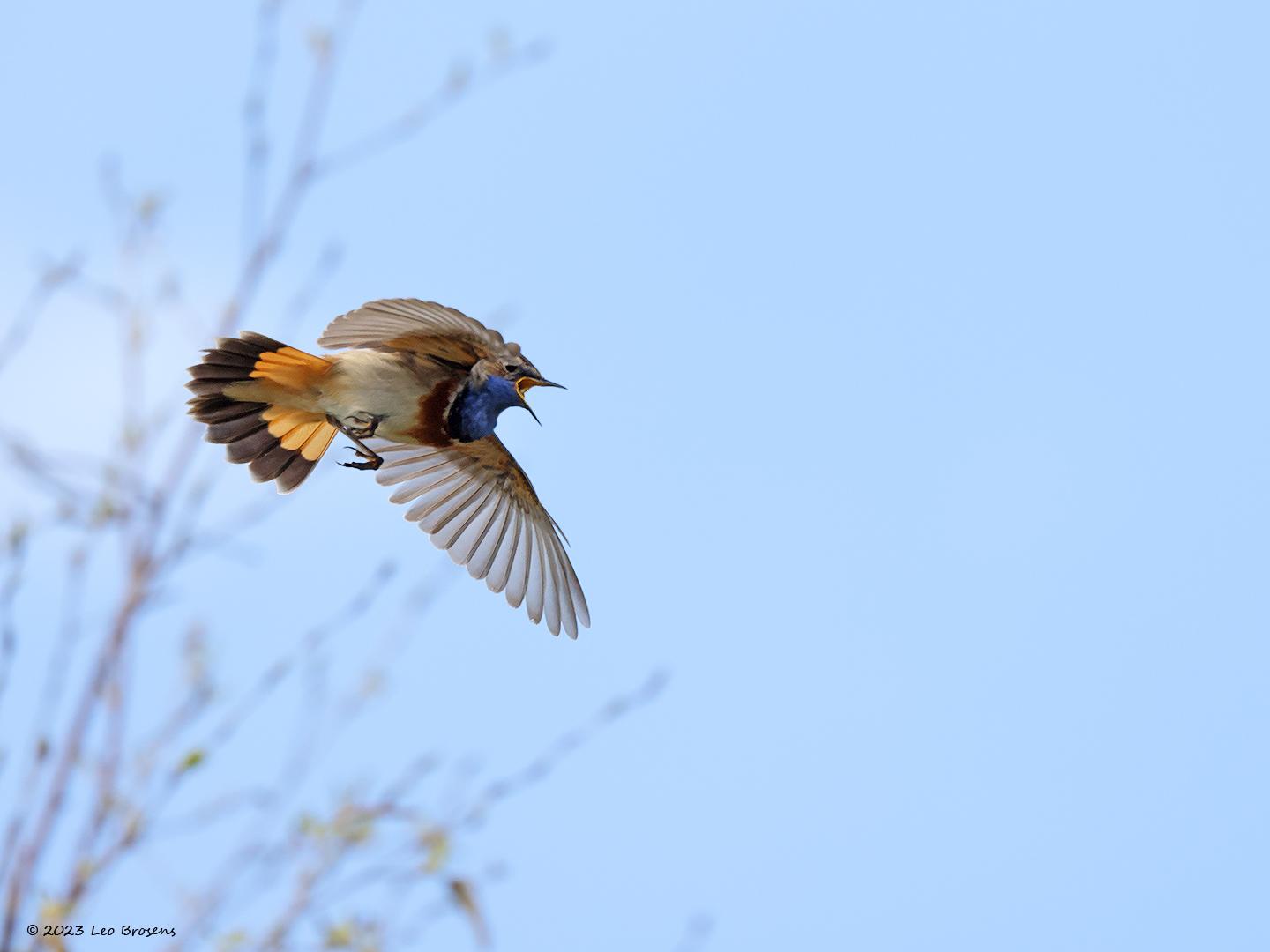 Blauwborst-20230412g14401A1A1248acrfb-Oude-Buisse-Heide.jpg