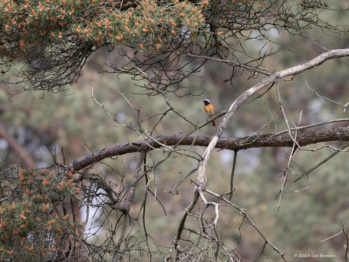 Gekraagde-roodstaart-20230522g14401A1A6211ao-topaz-Regte-Heide.jpg