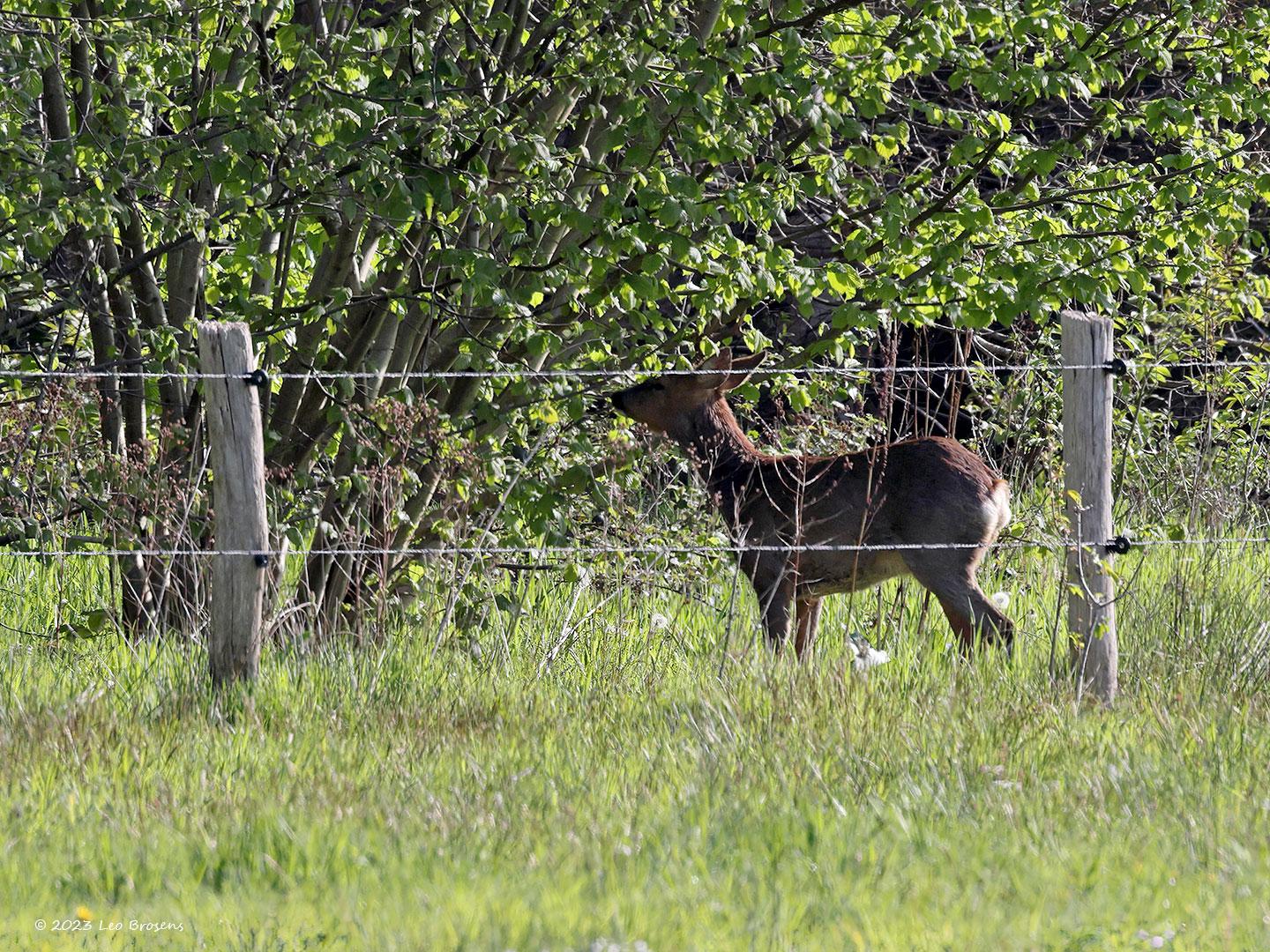 Ree-bokje-20230427g14401A1A2999acrfbtopaz-Oude-Buisse-Heide_0.jpg