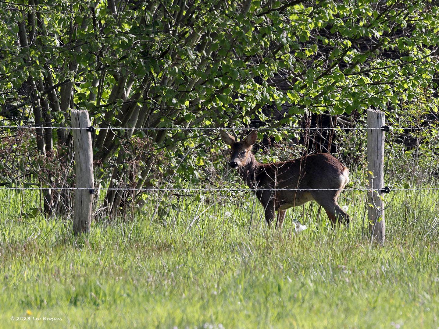 Ree-bokje-20230427g14401A1A3007acrfbtopaz-Oude-Buisse-Heide.jpg