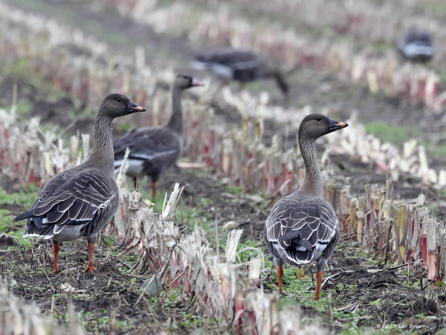 Toendrarietgans-20231024g14401A1A9210tcrfbt-Matjens.jpg