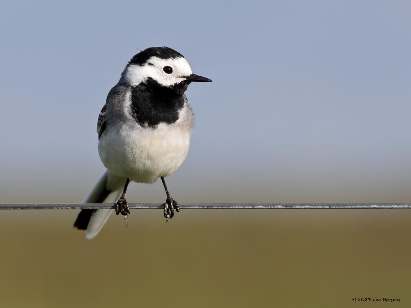 Witte-kwikstaart-20230415g14401A1A2130acrfb-Hogerwaardpolder_0.jpg